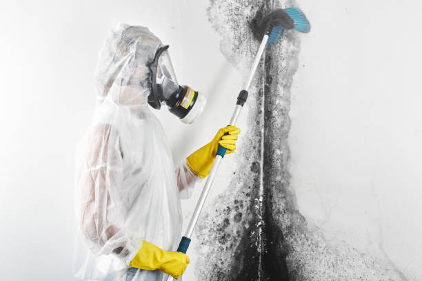 Best Environmental Consulting for Mold Prevention  in Hope, IN