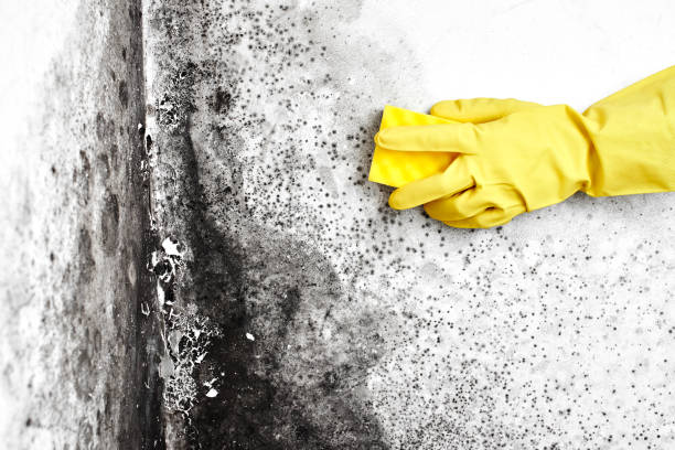 Best Real Estate Mold Inspection  in Hope, IN
