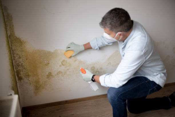 Best Forensic Mold Investigation  in Hope, IN